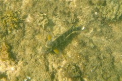 Damselfish - Bumphead Damselfish - Microspathodon bairdii