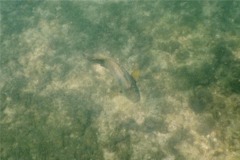 Damselfish - Bumphead Damselfish - Microspathodon bairdii