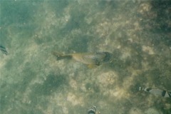 Damselfish - Bumphead Damselfish - Microspathodon bairdii