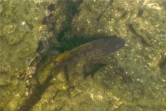 Damselfish - Bumphead Damselfish - Microspathodon bairdii