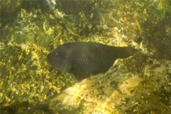 Damselfish - Bumphead Damselfish - Microspathodon bairdii