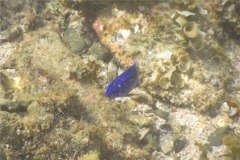 Damselfish - Cortez Damselfish - Stegastes rectifraenum