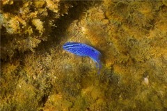 Damselfish - Cortez Damselfish - Stegastes rectifraenum