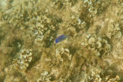 Damselfish - Cortez Damselfish - Stegastes rectifraenum