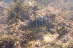 Damselfish - Panamic Night Sergeant Major - Abudefduf concolor