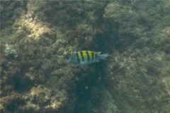 Damselfish - Panamic Sergeant Major - Abudefduf troschelli