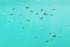 Damselfish - Panamic Sergeant Major - Abudefduf troschelli