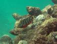 Parrotfish - Stoplight Parrotfish - Sparisoma viride