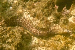 Moray - Jewel Moray Eel - Muraena lentiginosa