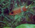 Squirrelfish - Longspine Squirrelfish - Holocentrus rufus