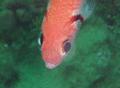 Squirrelfish - Blackbar Soldierfish - Myripristis jacobus