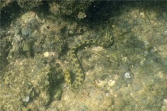 Moray - Snowflake Moray(Starry Moray Eel) - Echidna nebulosa