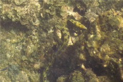 Moray - Snowflake Moray(Starry Moray Eel) - Echidna nebulosa
