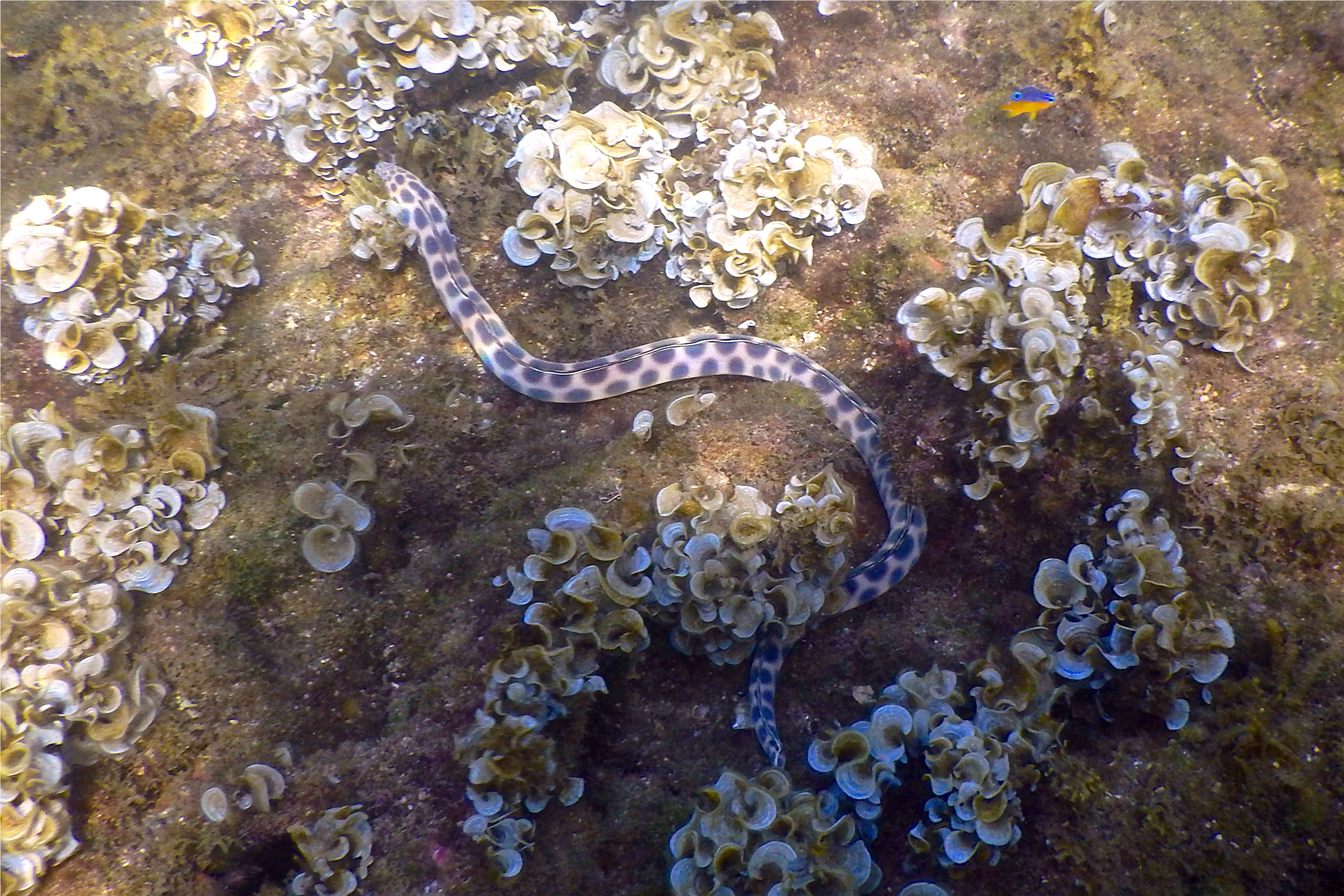 Snake Eels - Tiger Snake Eel - Myrichthys tigrinus