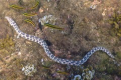 Snake Eels - Tiger Snake Eel - Myrichthys tigrinus