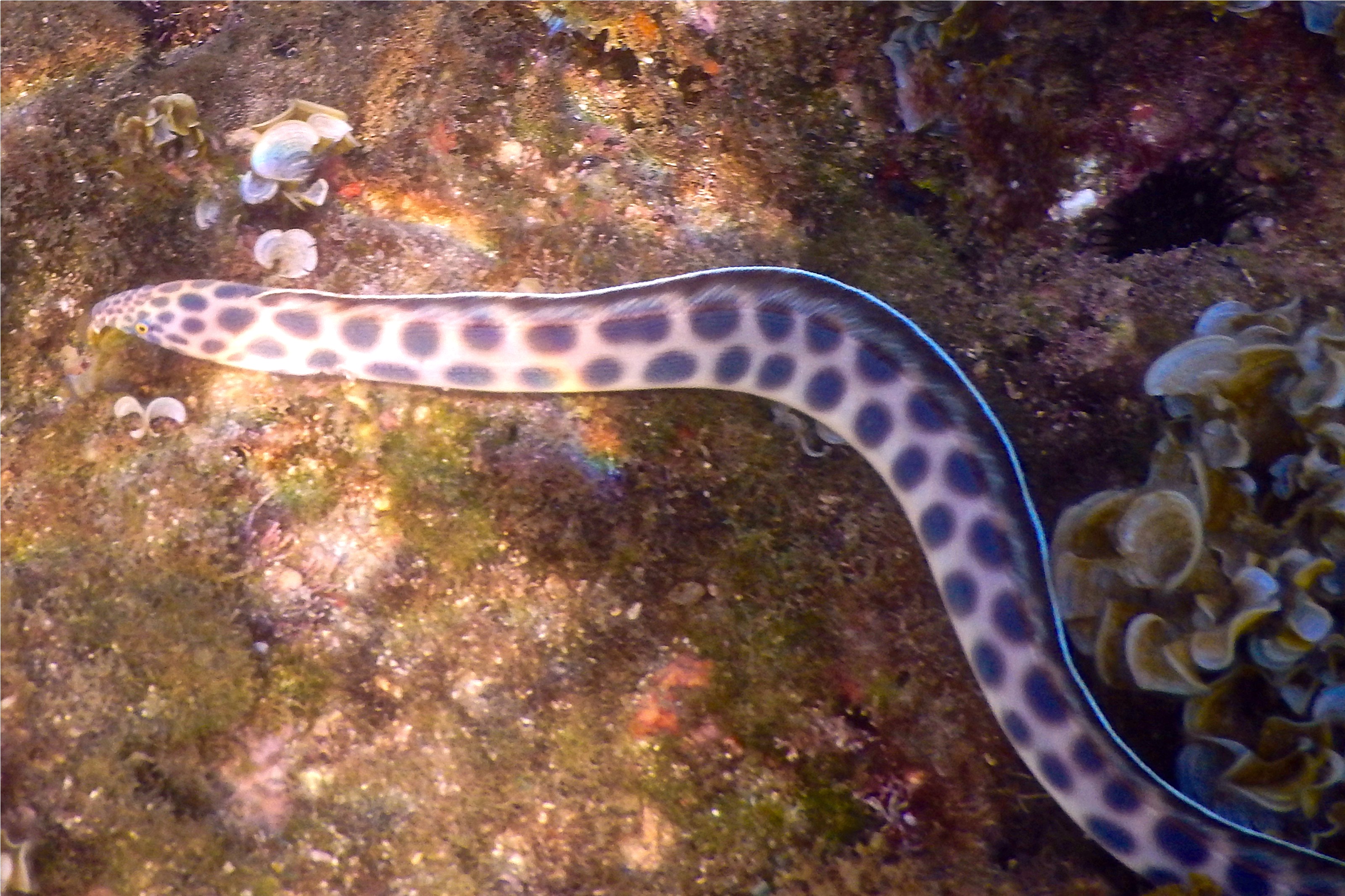 Snake Eels - Tiger Snake Eel - Myrichthys tigrinus