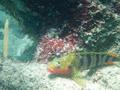 Blennies - Hairy Blenny - Labrisomus nuchipinnis