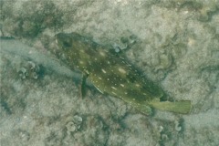 Groupers - Flag Cabrilla - Epinephelus labriformus