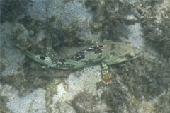 Groupers - Flag Cabrilla - Epinephelus labriformus