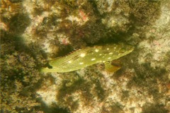 Groupers - Flag Cabrilla - Epinephelus labriformus