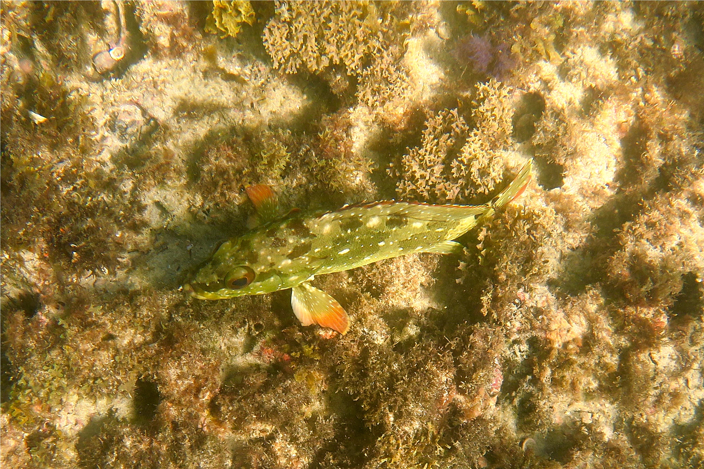 Groupers - Flag Cabrilla - Epinephelus labriformus