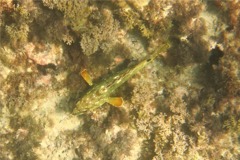 Groupers - Flag Cabrilla - Epinephelus labriformus