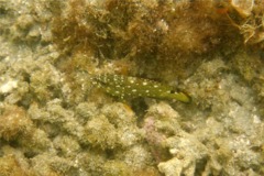 Groupers - Flag Cabrilla - Epinephelus labriformus