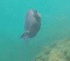 Surgeonfish - Blue Tang - Acanthurus coeruleus