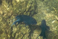 Damselfish - Giant Damselfish - Microspathodon dorsalis