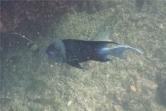 Damselfish - Giant Damselfish - Microspathodon dorsalis