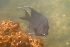 Damselfish - Giant Damselfish - Microspathodon dorsalis