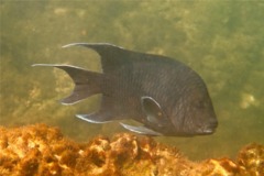 Damselfish - Giant Damselfish - Microspathodon dorsalis