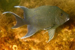 Damselfish - Giant Damselfish - Microspathodon dorsalis