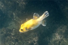 Pufferfish - Guineafowl Puffer - Arothron meleagris