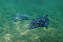 Pufferfish - Guineafowl Puffer - Arothron meleagris