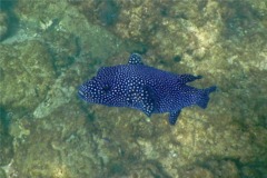 Pufferfish - Guineafowl Puffer - Arothron meleagris