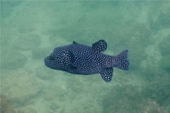 Pufferfish - Guineafowl Puffer - Arothron meleagris