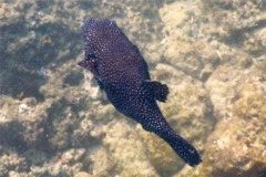 Pufferfish - Guineafowl Puffer - Arothron meleagris