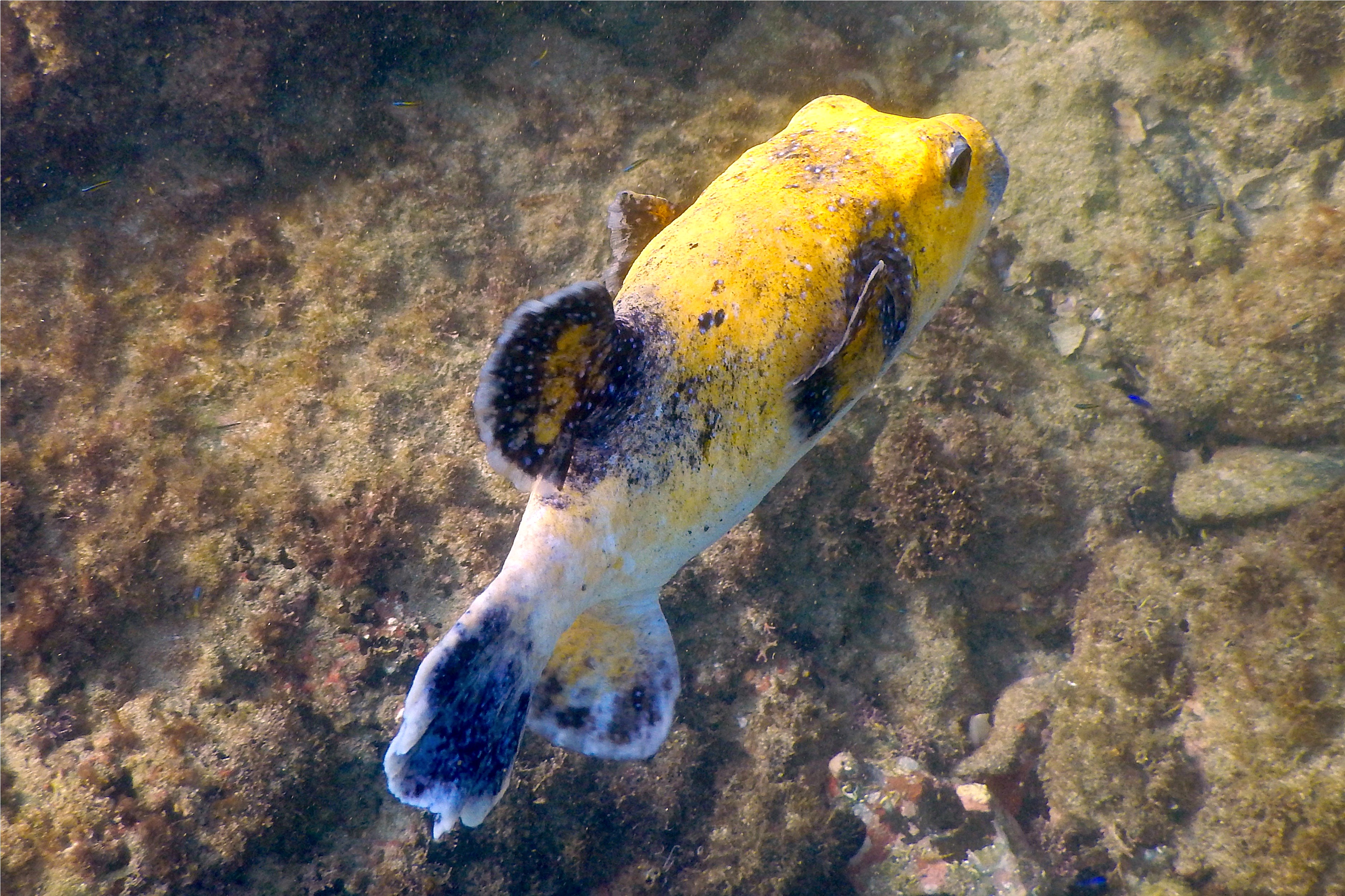 Pufferfish - Guineafowl Puffer - Arothron meleagris