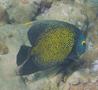 Angelfish - French Angelfish - Pomacanthus paru