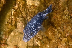 Pufferfish - Guineafowl Puffer - Arothron meleagris