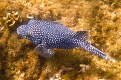 Pufferfish - Guineafowl Puffer - Arothron meleagris