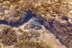 Pufferfish - Guineafowl Puffer - Arothron meleagris