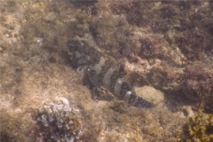 Hawkfish - Giant Hawkfish - Cirrhitis rivulatus