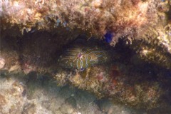 Hawkfish - Giant Hawkfish - Cirrhitis rivulatus