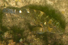 Hawkfish - Giant Hawkfish - Cirrhitis rivulatus