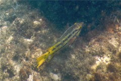 Wrasse - Mexican Hogfish - Bodianus diplotaenia