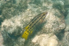 Wrasse - Mexican Hogfish - Bodianus diplotaenia