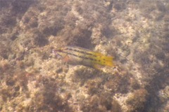 Wrasse - Mexican Hogfish - Bodianus diplotaenia