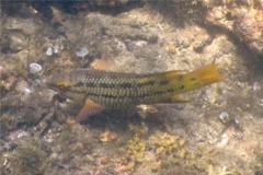 Wrasse - Mexican Hogfish - Bodianus diplotaenia